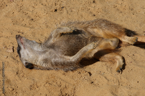 Obraz na płótnie Erdmännchen / Suricate or Meerkat / Suricata suricatta