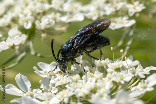 Canvastavla a Berberis sawfly (Arge berberidis) adult, feeding on pollen