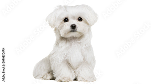 Fluffy white Maltese dog sitting attentively, isolated on transparent background