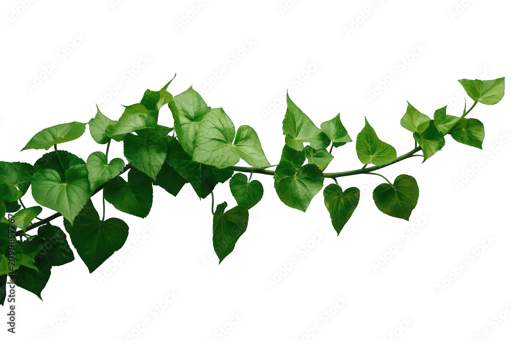 Obraz premium Green vine plant growing, fresh heart-shaped ivy leaves creating a natural border on transparent background