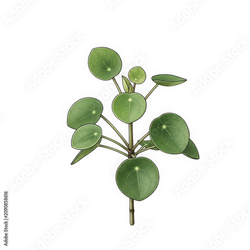 Green plant with round leaves isolated on a transparent background stem