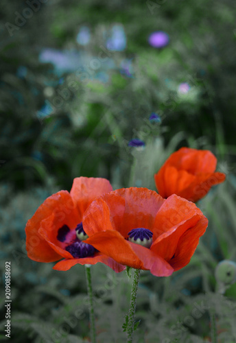 Three poppies on a natural background