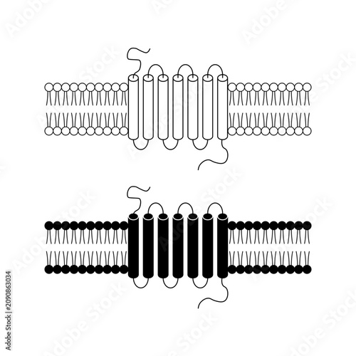 GPCR protein embedded within a phospholipid lipid bilayer cell membrane