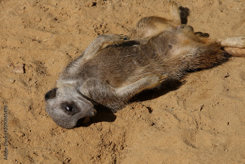 Obraz na płótnie Erdmännchen / Suricate or Meerkat / Suricata suricatta