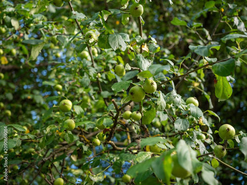 Obraz na plátně Green apples ripening on tree branches in a summer orchard