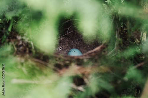 Foto Several neat, beautiful blue song thrush eggs in a nest in the dense branches of