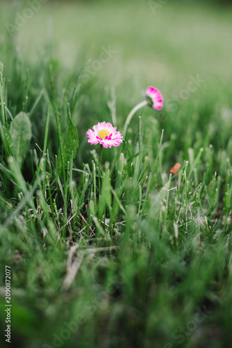 Pink daisy flowers against a green neat lawn - single flowers on the lawn