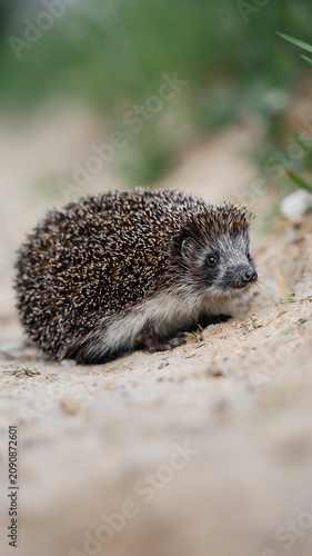 A hedgehog walks along a forest path. A natural photo of the hedgehogs cute face and eyes.