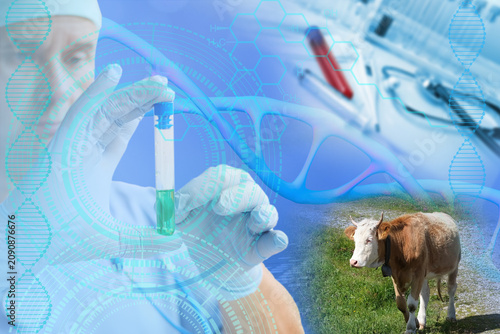 Konstfotografi scientist, researcher studies livestock health, safety protocols in modern agric