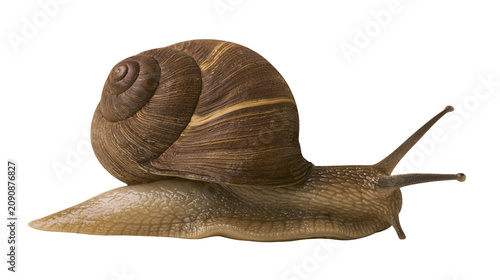 Konstfotografi Brown garden snail with spiral shell, isolated on transparent background