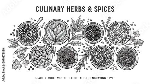 Foto Culinary Herbs and Spices - Black and White Engraving Style Vector Illustration