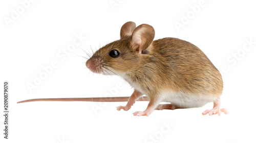 Tableau sur toile Small brown field mouse with long tail, isolated on transparent background