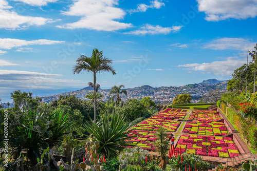 Subtropical Mountain Park with Lush Wild Vegetation under Clear Blue Sky