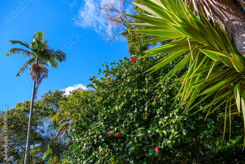 Subtropical Mountain Park with Lush Wild Vegetation under Clear Blue Sky