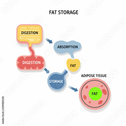 Fat storage process infographic diagram. Metabolism and digestion flowchart showing adipose tissue formation. Flat vector illustration