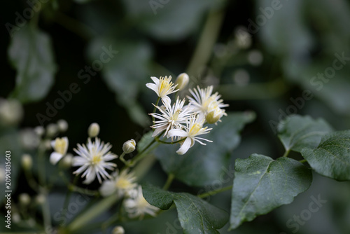 White flowers of Clematis vitalba (old man's beard) in bloom, close-up view with selective focus and soft green foliage background.