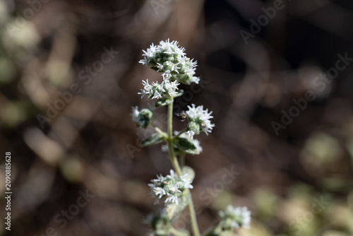 Blooming marjoram (Origanum majorana) with delicate white flowers, photographed in close-up with selective focus and soft natural bokeh background.