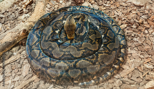 Coiled speckled python resting on the ground
