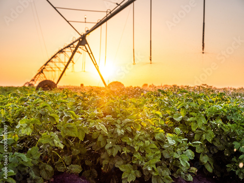 Foto Irrigating a potato field during a golden sunset