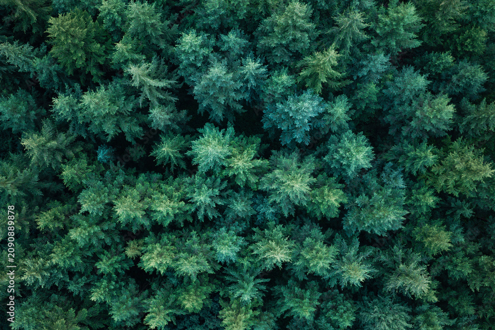Naklejka premium Rainforest ecosystem and healthy environment. Nature background. Tree growing in lush forest. Nature landscape. Landscape with forest in spring. Green forest in summer aerial view. Aerial treetops