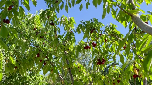 Red sweet cherries hanging on a branch in an orchard. Lush green leaves swaying in the wind under a clear blue sky on a sunny summer day