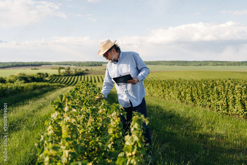 Fototapeta premium Male farmer in straw hat examines grapevines using tablet in vineyard with rows of crops and green hills under a blue sky in summer