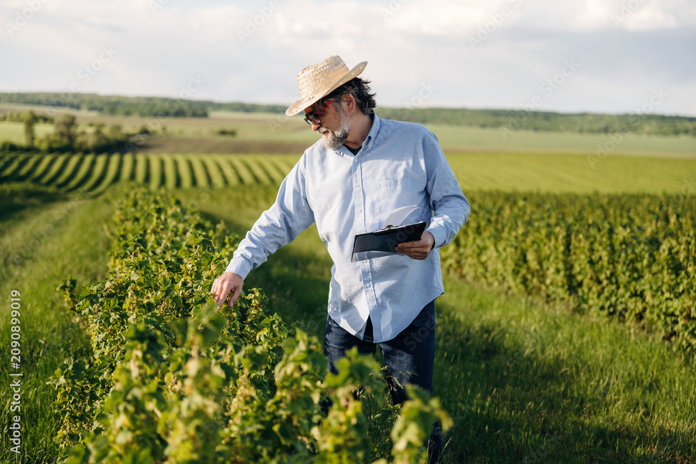 Fototapeta premium Male vineyard worker in straw hat examines grapevines while holding a tablet in a lush green vineyard with rows of grape plants under a clear sky