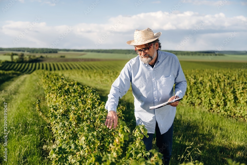 Fototapeta premium Senior man in straw hat examines grapevines in vineyard, holding a tablet, with rows of green plants and blue sky visible in the background