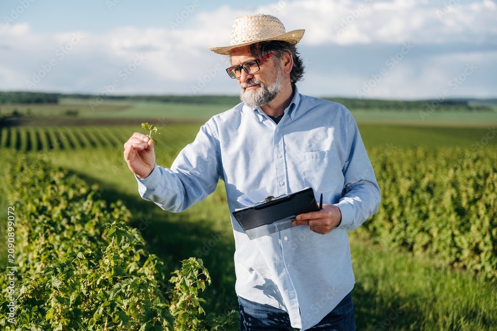 Fototapeta premium Mature male farmer in straw hat examines grapevine leaves while holding clipboard in vineyard with rows of grape plants under a blue sky in rural landscape