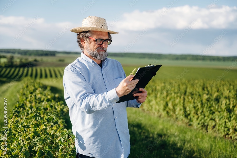 Fototapeta premium Male vineyard manager wearing straw hat examines clipboard while standing in lush green vineyard fields under a clear blue sky with distant hills visible