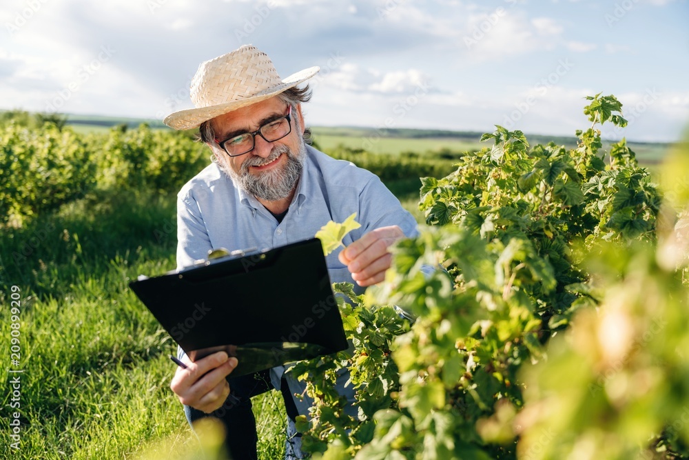 Fototapeta premium Senior man with gray beard wearing straw hat inspects grapevine leaves while holding clipboard in lush vineyard under bright blue sky with clouds