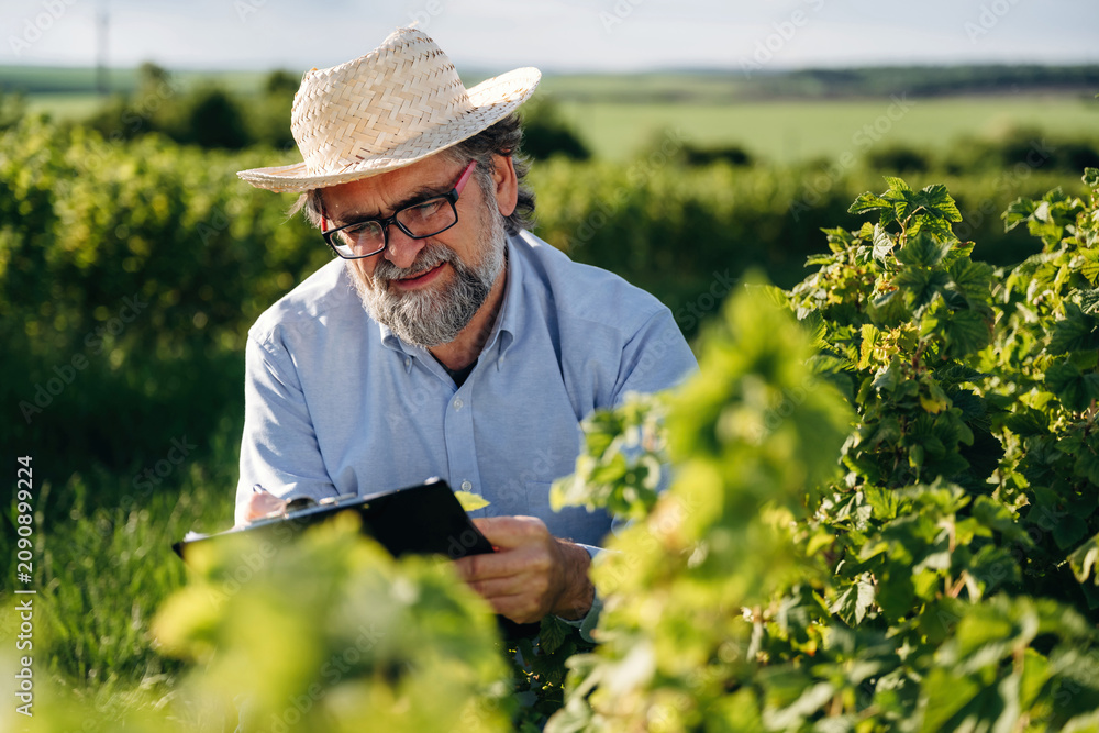 Fototapeta premium Senior man with glasses and straw hat examines grapevines while holding a tablet in a lush vineyard under a clear sky, surrounded by green fields and hills