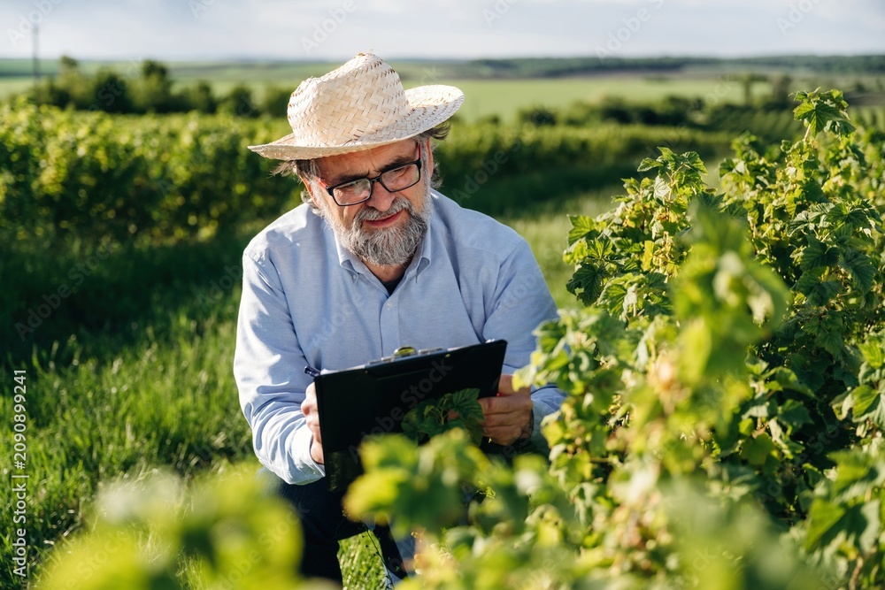 Fototapeta premium Senior man with glasses wearing straw hat examines grapevines while holding clipboard in lush vineyard under clear sky during daytime in rural landscape