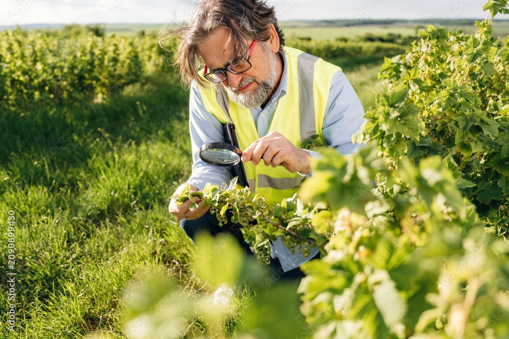 Fototapeta premium Middle-aged man inspecting grapevine leaves with magnifying glass in vineyard, wearing safety vest, surrounded by lush green fields and rows of grape plants