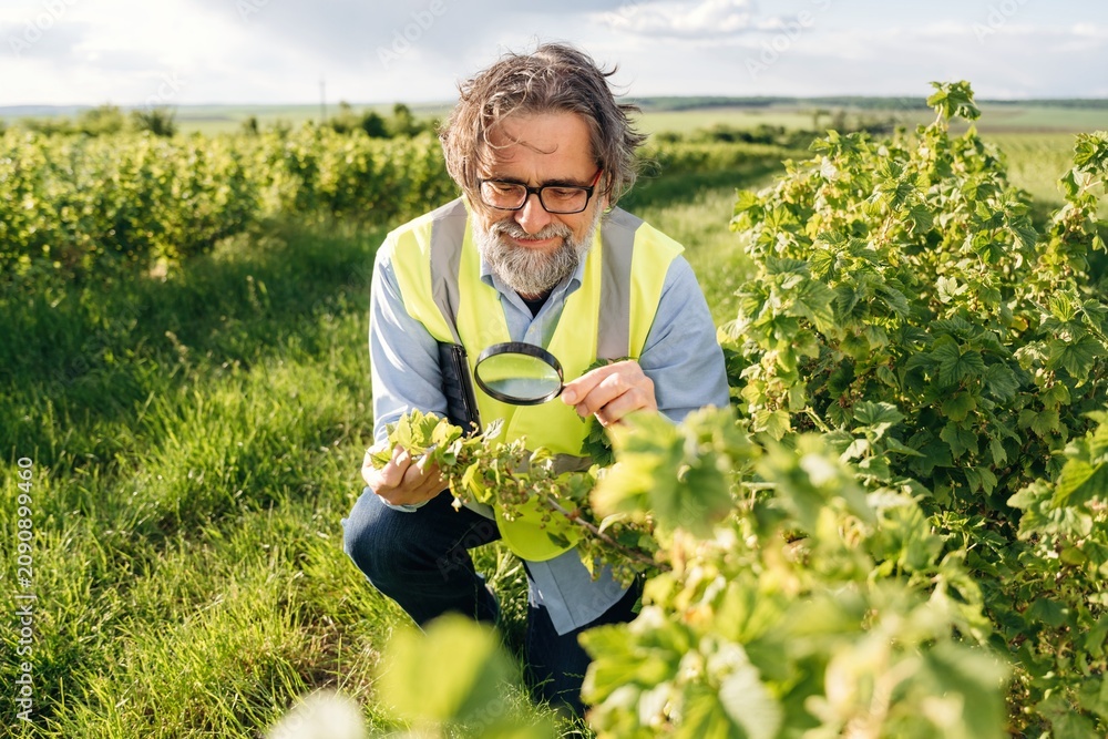 Fototapeta premium Middle-aged man in reflective vest examines grapevine leaves with magnifying glass in a vineyard, lush green landscape and cloudy sky visible in the background