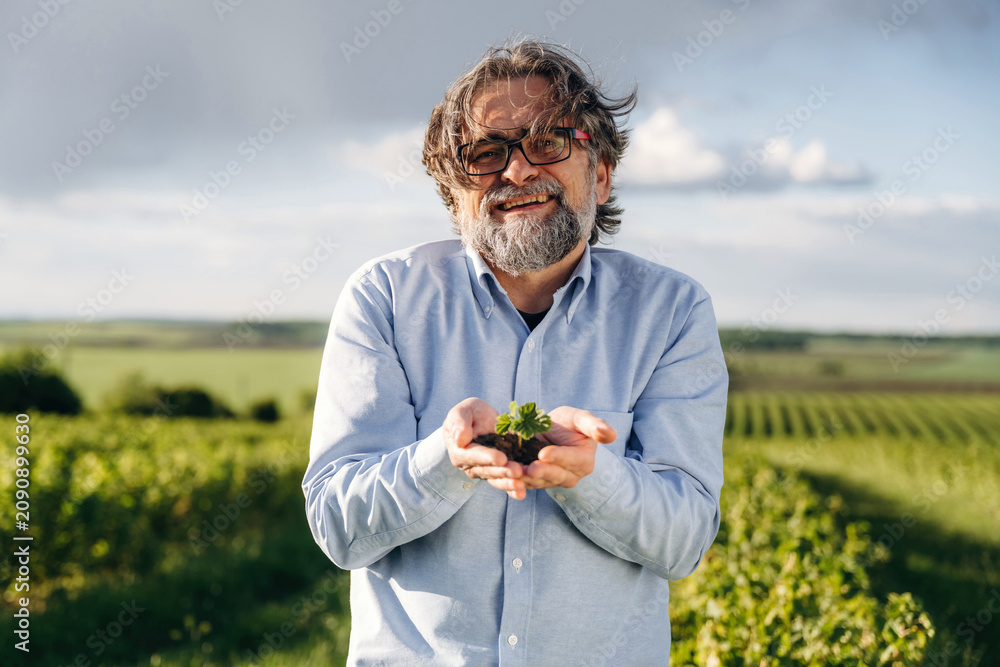 Fototapeta premium Mature man with gray hair and glasses holding a small plant in hands, standing in a lush green vineyard under a partly cloudy sky