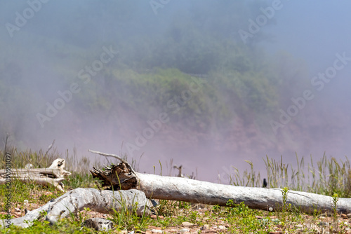 Gaspesie, Canada, 17 June 2026 : Weathered logs lie on grassy ground with a dense mist obscuring the distant natural landscape.