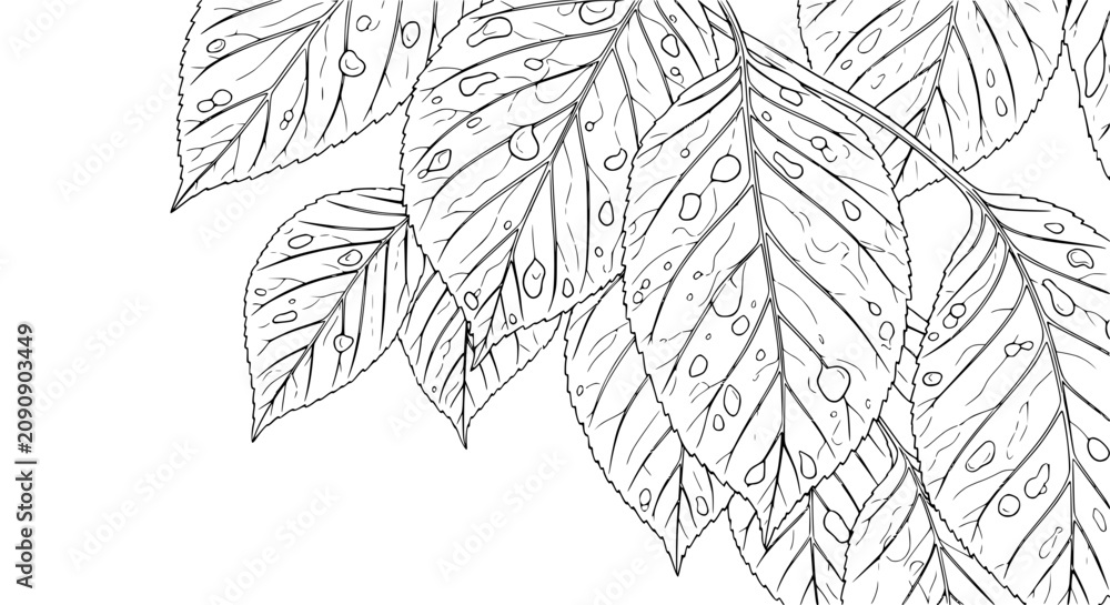 Fototapeta premium Raindrops on delicate leaf outlines, minimalist botanical sketch, fresh nature drawing.