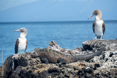Obraz na płótnie Blue-Footed Booby and Marine Iguana on Rocks, Isabela Island