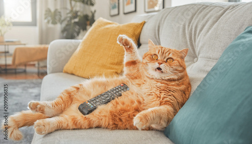 Funny ginger cat lying lazy on couch with TV remote control looking shocked and surprised