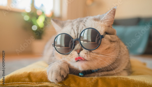 Funny Grey British Shorthair Cat Wearing Cool Round Sunglasses Lying on a Yellow Blanket and Sticking Out Tongue