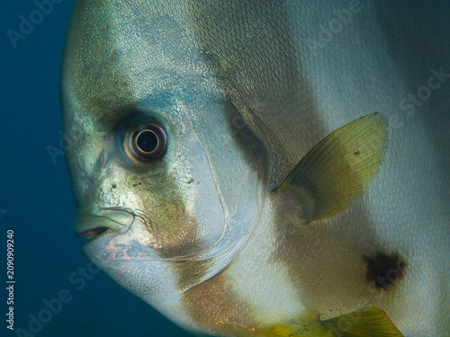 This close-up portrait captures the graceful profile of a longfin batfish (Platax teira) in the clear tropical waters of Raja Ampat, Indonesia.