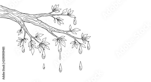 Tree Branch with Droplets and Leaves - Black and White Sketch