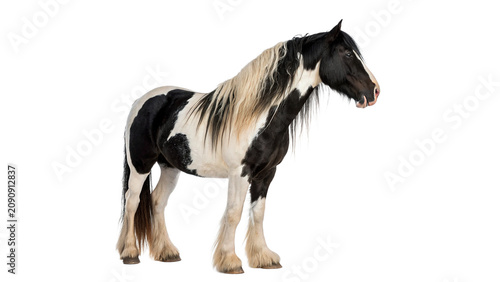 Fotografie Beautiful elegant wild pinto piebald horse standing gracefully isolated on a tra