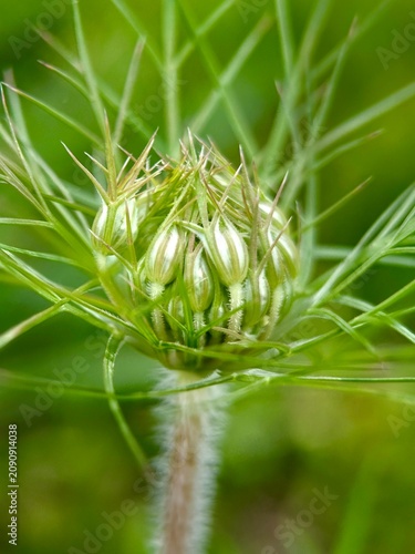 Obraz na płótnie Macro close-up of white wild carrot daucus carota flower