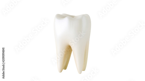 Quadro su tela Realistic human molar tooth with two roots, isolated on transparent background
