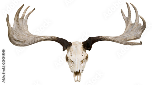Photography Large moose skull with impressive palmate antlers, isolated on transparent backg