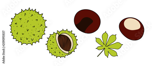 Chestnut set. Autumn chestnut vector, with brown seeds and leaves. Flat design seasonal elements for Thanksgiving, harvest, nature patterns, and autumn greeting card illustrations.