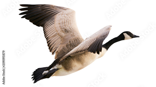 Quadro su tela Canada goose with wings spread wide, isolated on transparent background
