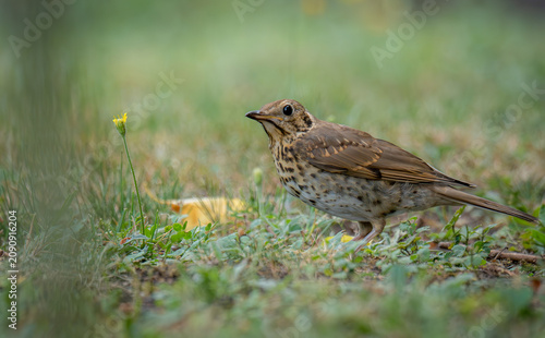 Obraz na plátně Song thrush in the garden